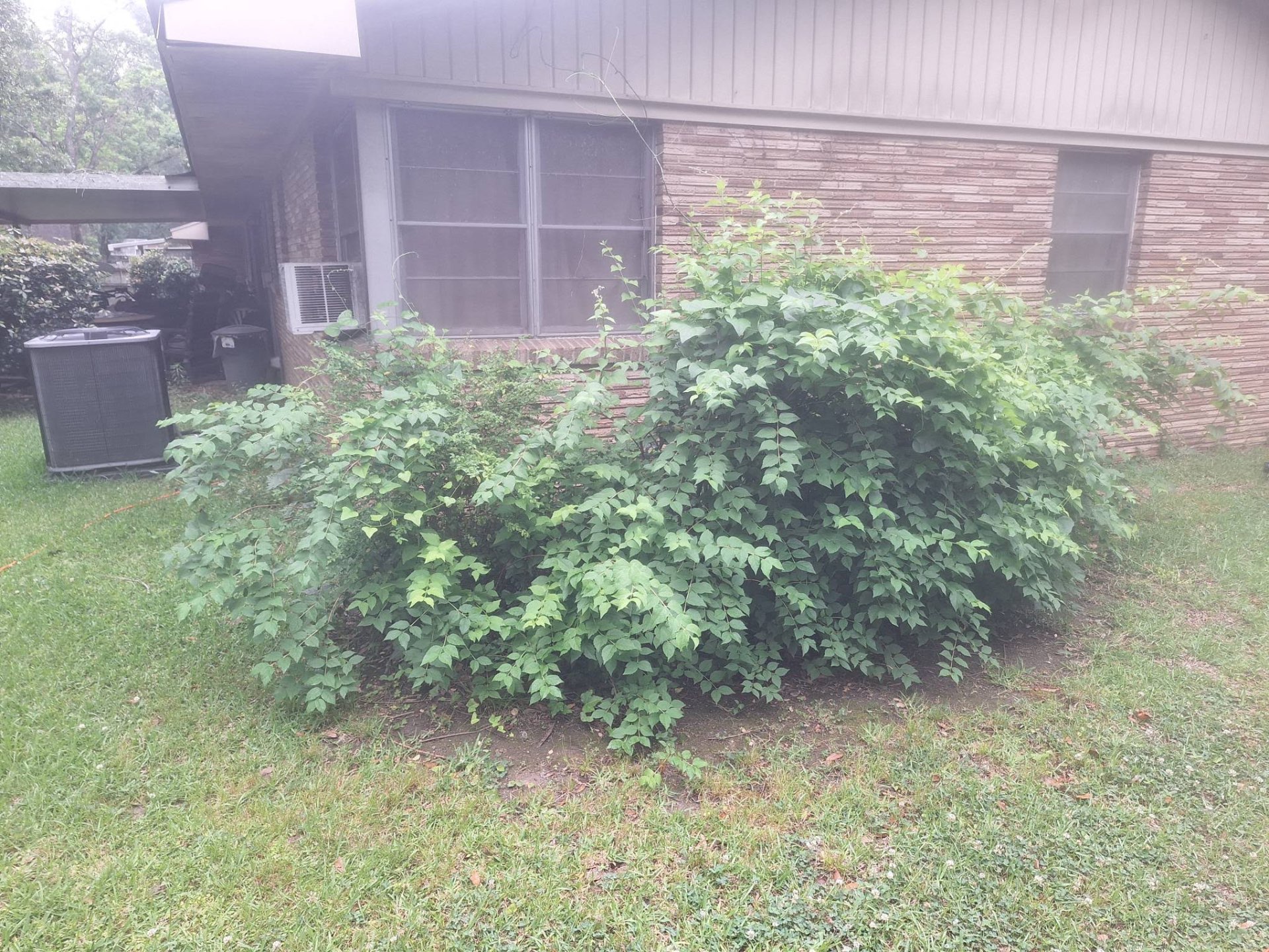 Overgrowth Removal — before